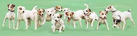 Parson Jack Russell Terrier Homepage